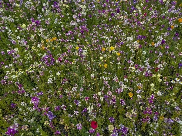 Zbliżenie Wibrujących Wielobarwnych Kwiatów Polnych — Zdjęcie stockowe