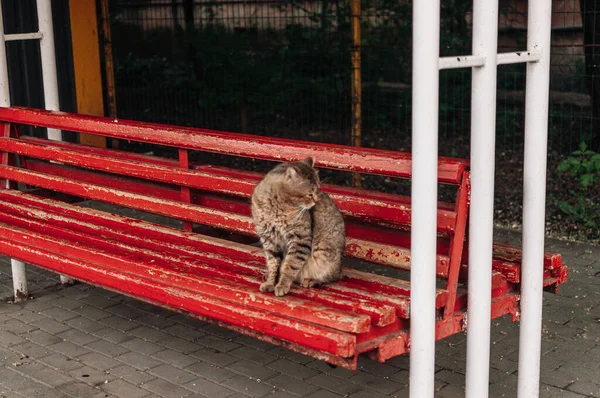 Μια Χνουδωτή Γάτα Κάθεται Ένα Κόκκινο Παγκάκι — Φωτογραφία Αρχείου