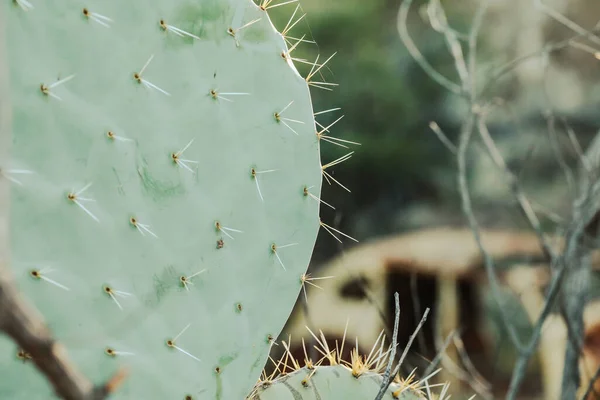 Primer Plano Cactus Pera Espinosa Campo —  Fotos de Stock