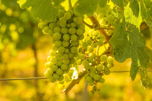 Świeże Zielone Winogrona Winnicy Słoneczny Dzień — Zdjęcie stockowe