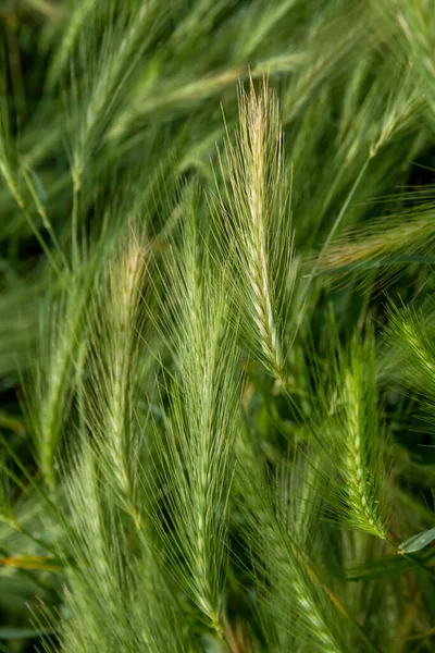 Tiro Vertical Hojas Trigo — Foto de Stock