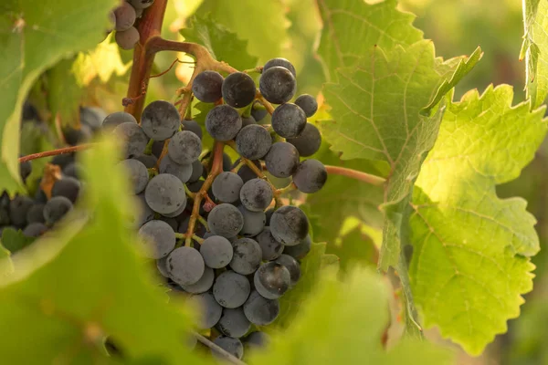 Enfoque Selectivo Maduración Uvas Negras — Foto de Stock