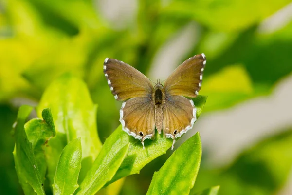 Selektywne Ujęcie Motyla Geranium Siedzącego Liściu Otwartymi Skrzydłami Zielonym Liściu — Zdjęcie stockowe