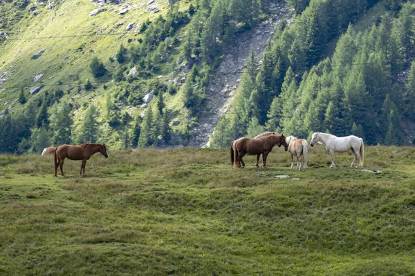 Una Manada Caballos Pastando Pasto Las Montañas —  Fotos de Stock
