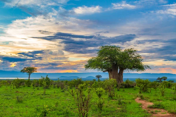 Bujne Zielone Safari Ogromnymi Starymi Drzewami Pod Kolorowym Zachmurzonym Niebem — Zdjęcie stockowe