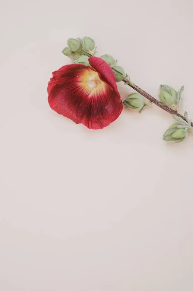Tiro Vertical Uma Flor Hollyhock Com Botões Isolados Fundo Roxo — Fotografia de Stock