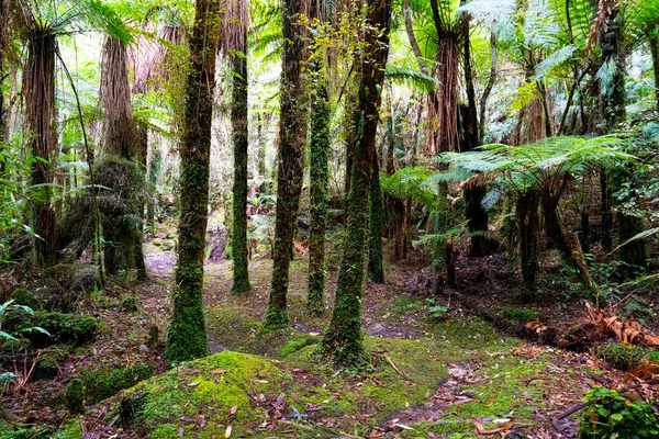 Enchanting Rainforest Daylight — Stock Photo, Image