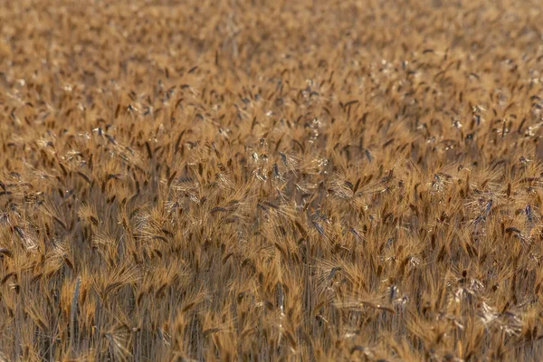 Вибірка Полів Золотої Пшениці Сонячний День — стокове фото