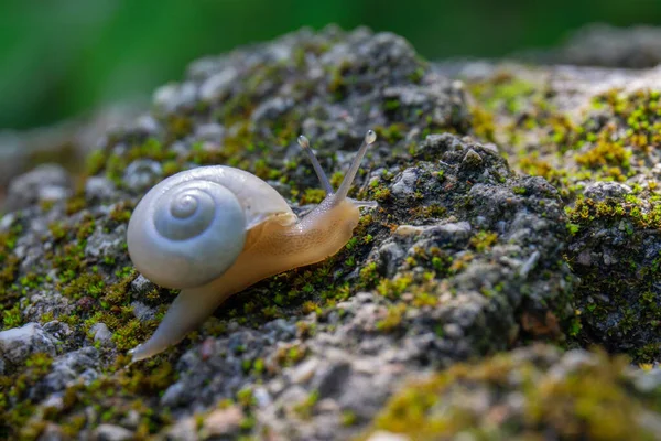 Selektivní Zaměření Šneka Skálu Pokrytou Mechem — Stock fotografie