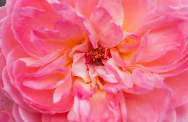 Eine Nahaufnahme Der Blühenden Pfingstrosenblume — Stockfoto