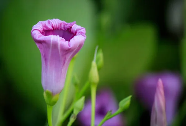 Selective Focus Shot Decorative Violet Flower Head Green Bush — Stock Photo, Image