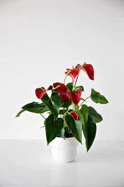 Ένα Κάθετο Πλάνο Ενός Φυτού Κόκκινα Και Πράσινα Φύλλα Μια — Φωτογραφία Αρχείου