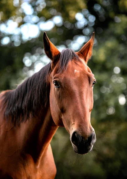 Großaufnahme Eines Schönen Pferdes Stall — Stockfoto