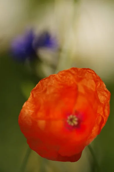Κοντινό Πλάνο Ενός Τσαλακωμένου Λουλουδιού Παπαρούνας Φόντο Ένα Ανοιχτό Πράσινο — Φωτογραφία Αρχείου