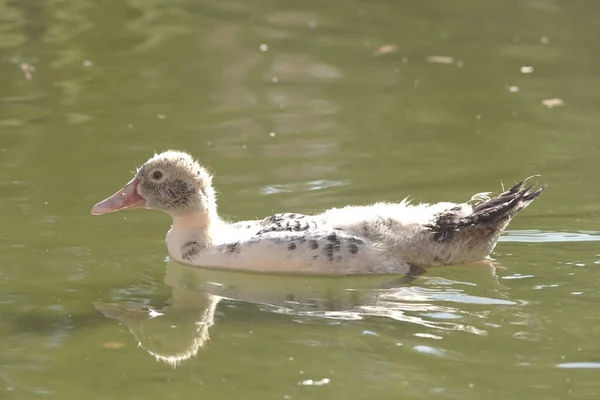 Eine Großaufnahme Einer Albino Ente Die Teich Schwimmt — Stockfoto