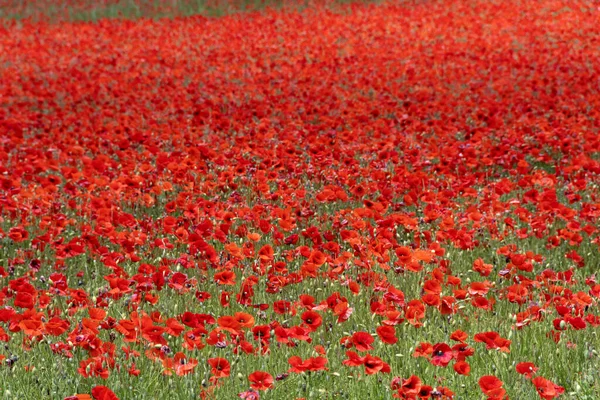 Det Vackra Fältet Med Långhövdade Vallmo Frankrike Röda Blommor — Stockfoto
