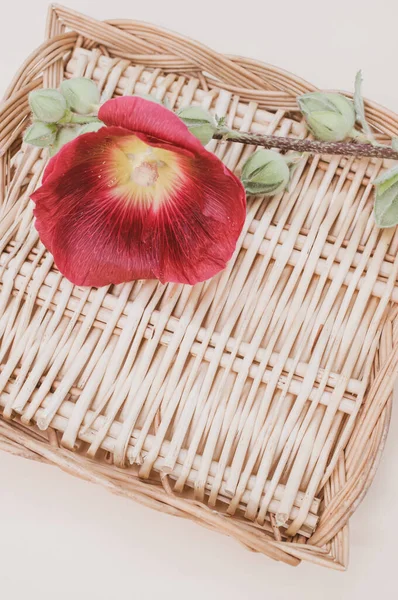 Closeup Shot Hollyhock Flower Buds Woven Tray Isolated Purple Background — Stock Photo, Image