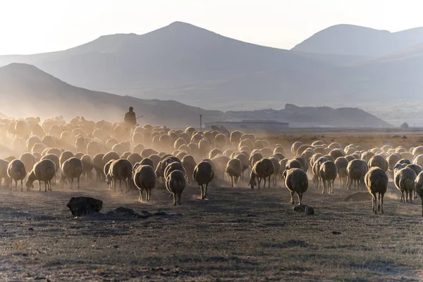 Een Kudde Schapen Een Bergdal Bij Zonsondergang — Stockfoto