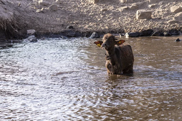 Черный Буйвол Воде Рассвете — стоковое фото