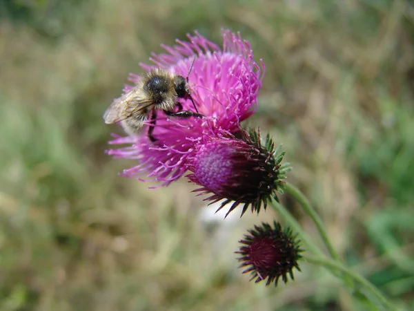 Makro Záběr Včely Bodláčí — Stock fotografie