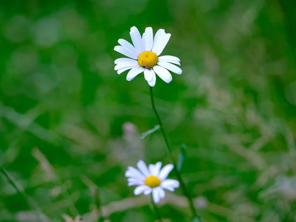 フィールド上のカモミールの花のクローズアップショット — ストック写真