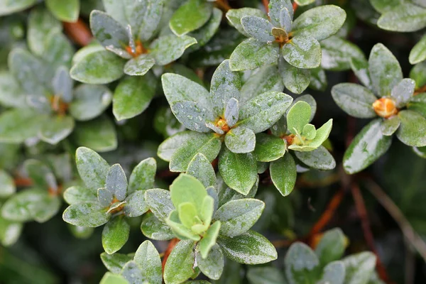 Eine Nahaufnahme Von Grünen Rhododendronblättern Mit Tautropfen Einem Garten — Stockfoto