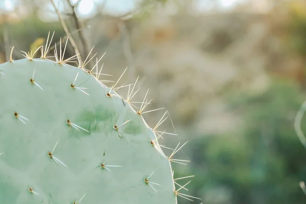 Egy Közeli Felvétel Tüskés Körtés Kaktuszról Mezőn — Stock Fotó