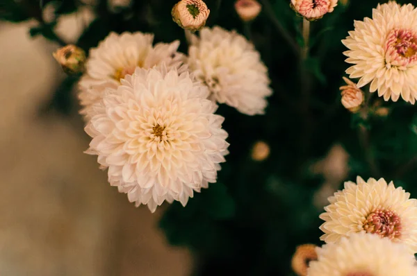 Çiçek Açan Kasımpatı Manzarası — Stok fotoğraf