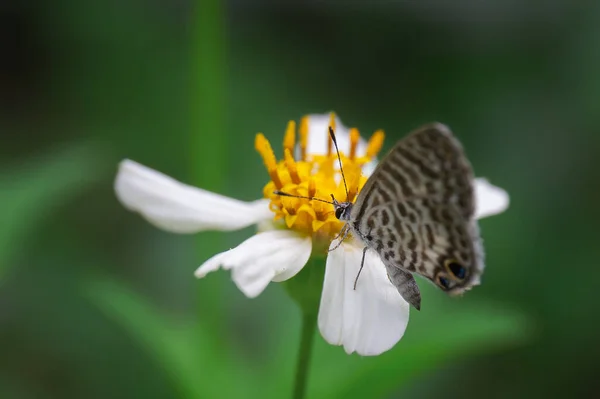 太陽の光の下で白い野の花に蝶の選択的なフォーカスショット — ストック写真