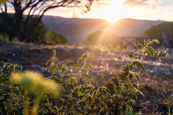野花的特写 美丽的日出穿过田野的背景 — 图库照片