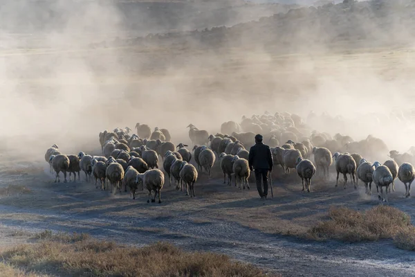 美しい夕日のある土地に白い羊の群れ — ストック写真