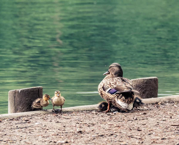 Primer Plano Patos Posados Muelle Rodeado Por Lago Luz Del — Foto de Stock