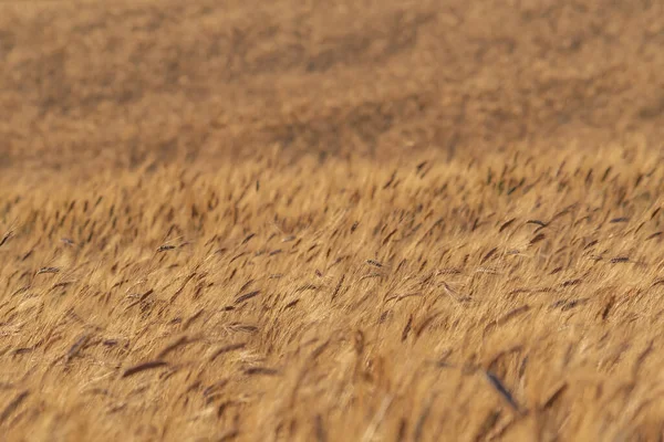 황금빛 밀밭을 선택하는 — 스톡 사진