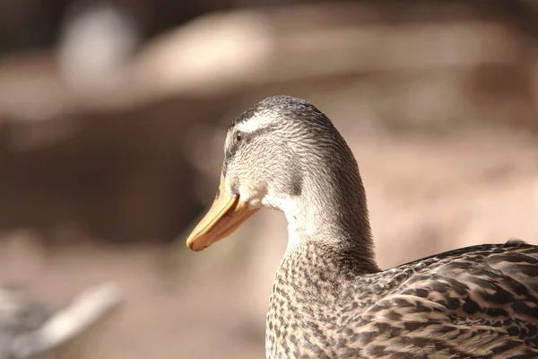 Kahverengi Benekli Bir Ördeğin Yakın Çekimi Sığ Odak — Stok fotoğraf