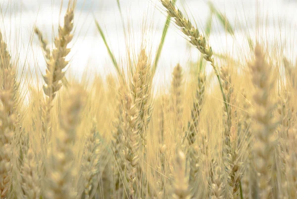 Een Close Shot Van Het Groene Tarweveld — Stockfoto