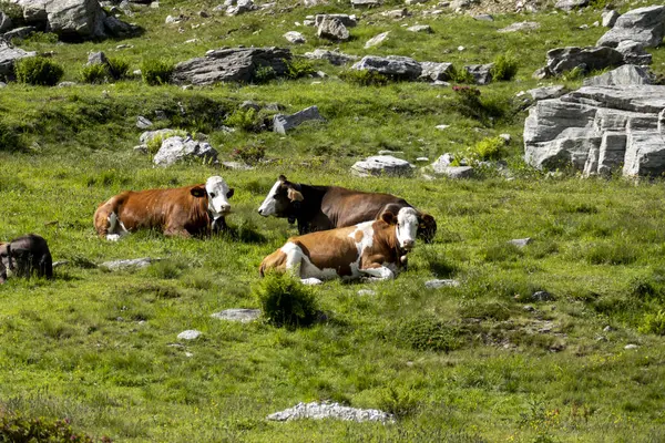 Uma Manada Vacas Pastando Pasto Nas Montanhas — Fotografia de Stock