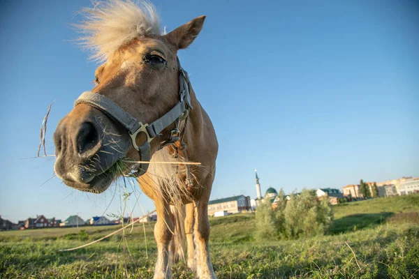 彼の口の中に草の束を持つ白い馬と生姜の馬 — ストック写真