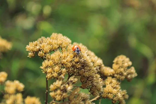 Nahaufnahme Eines Marienkäfers Auf Wildblumen — Stockfoto