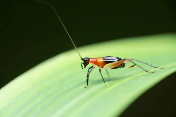 Trig Cricket Phyllopalpus Pulchellus Leaf Isolated Black Background — Stock Photo, Image