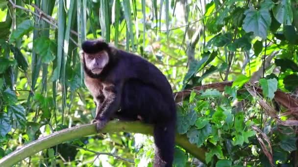 Singe Noir Blanc Assis Sur Arbre Dans Forêt — Video