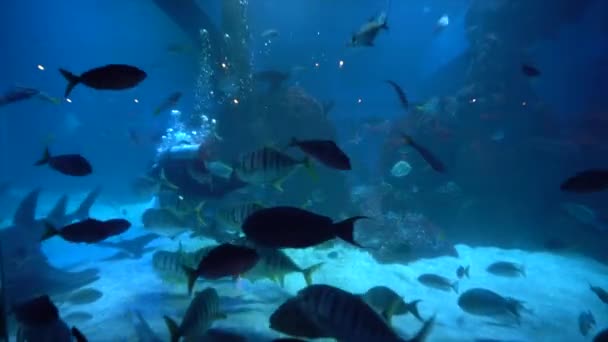 Vista Submarina Hermoso Mar Con Peces Fondo — Vídeos de Stock