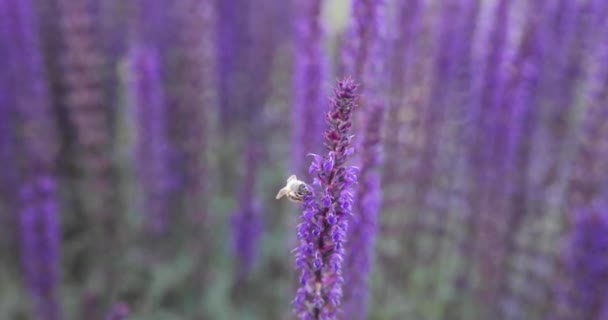 庭の美しい紫色のラベンダーの花 — ストック動画