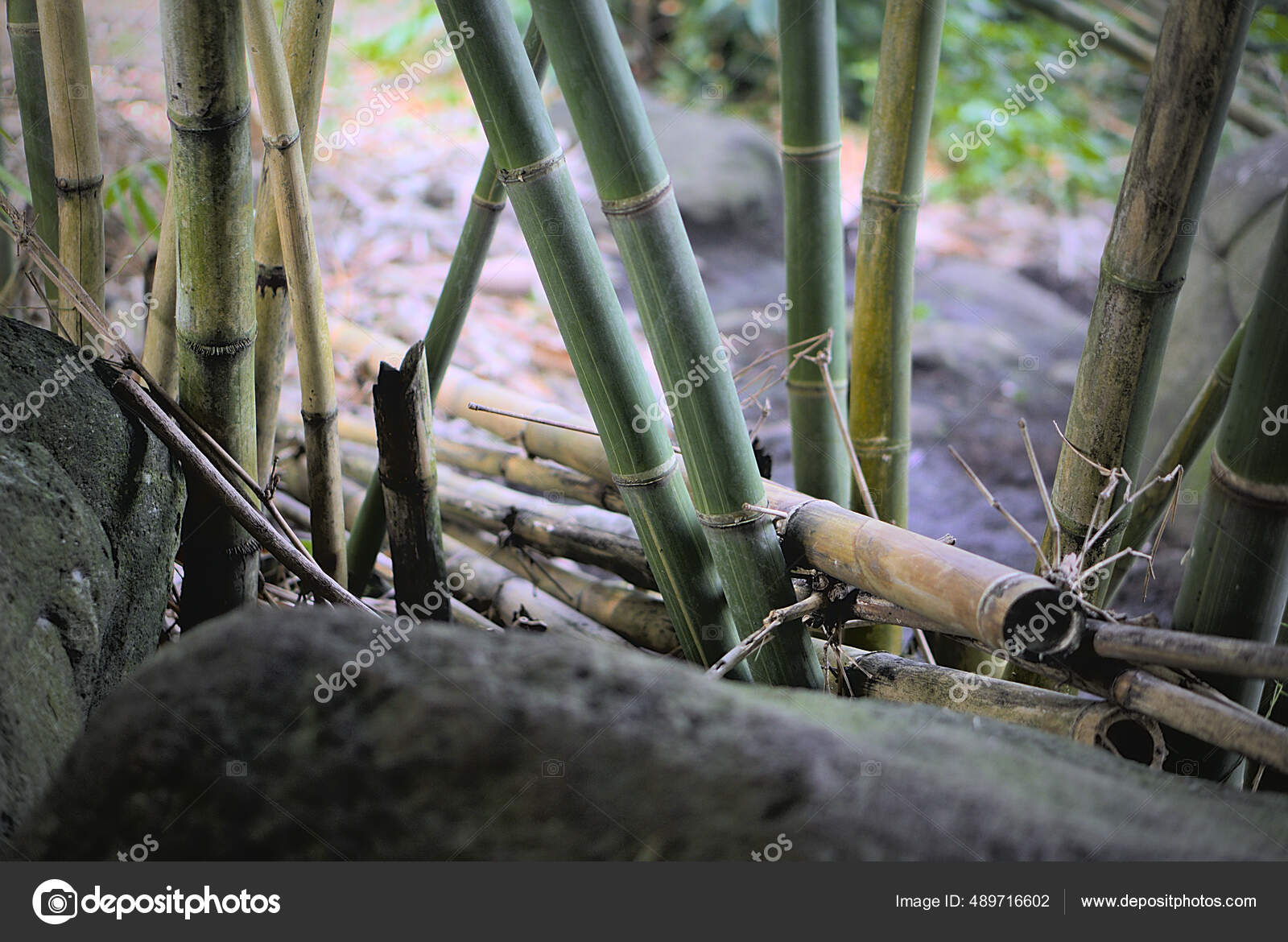 Close Up Bamboo Forest
