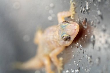 A closeup of a common house gecko on the wet surfa clipart