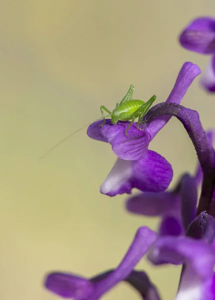 Uma Bela Vista Pequeno Grilo Verde Jovem Topo Uma Orquídea — Fotografia de Stock