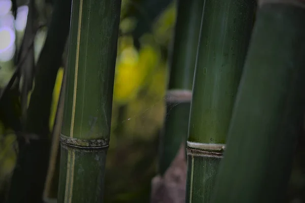 Primer Plano Plantas Bambú Verde Bosque — Foto de Stock