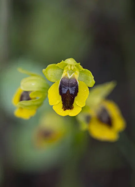 Une Belle Vue Macro Une Orchidée Jaune Ophrys Lutea Andalousie — Photo