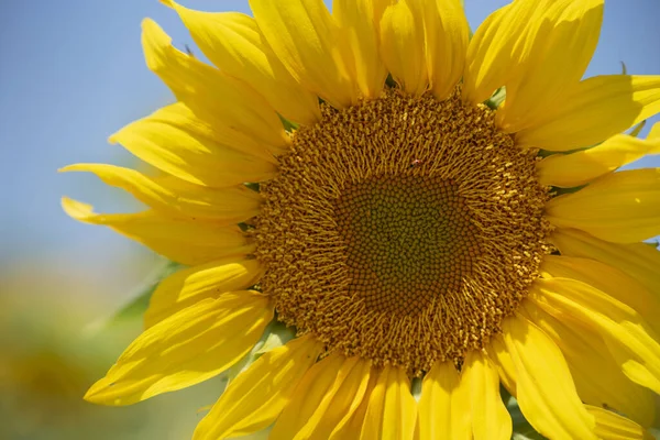 在阳光灿烂的日子里一朵黄色的向日葵绽放的特写 — 图库照片