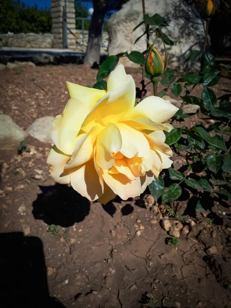 Disparo Vertical Una Rosa Bengala Amarilla — Foto de Stock