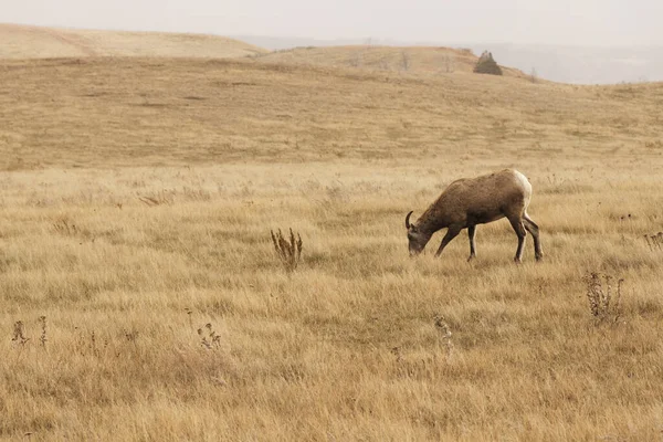 北达科他州西奥多 罗斯福国家公园的一只大羚羊 — 图库照片